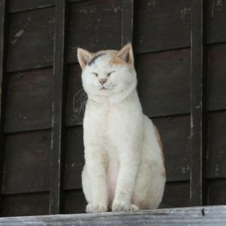 ◆画像◆サンプルと本物を見極めるトピ