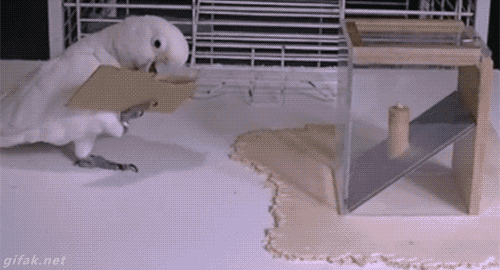 鳥カフェ、オープン！