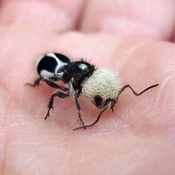 珍獣が集まるトピ