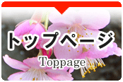 伊豆の桜スポット&桜の名所ガイド