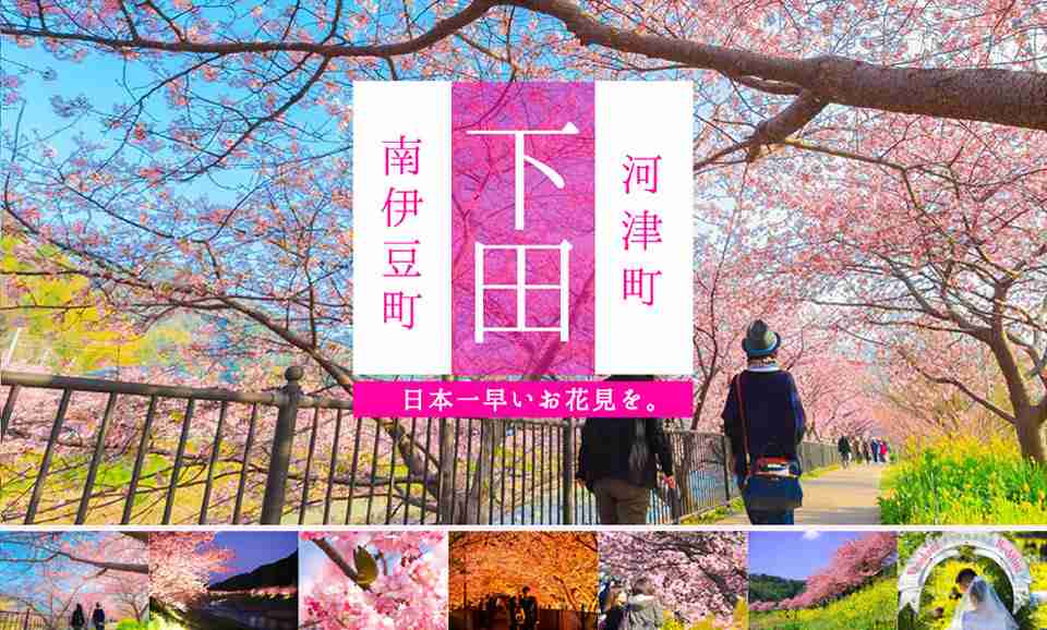 早春の”桜”「河津桜まつり」＆「みなみの桜まつり」夜桜ライトアップのおすすめ情報 | 伊豆下田100景
