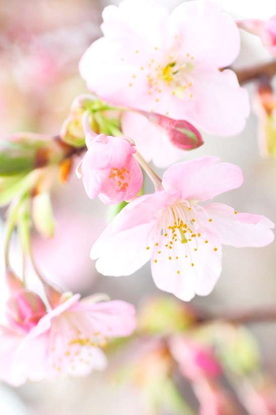 河津桜2017年開花予想！見どころは？河津桜まつりはいつ？ | 気になること、知識の泉