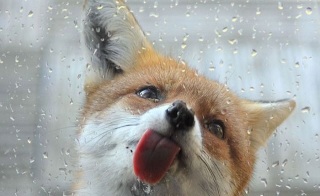舌を出してる愛くるしい動物の画像ください