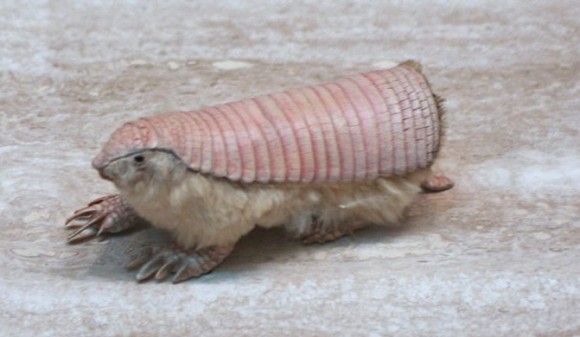 珍獣が集まるトピ
