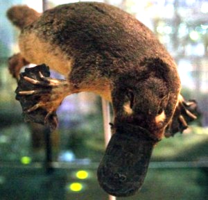 珍獣が集まるトピ