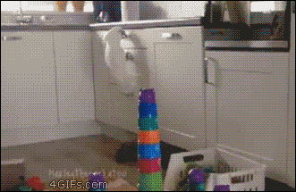 鳥が好きな方、集合ー！