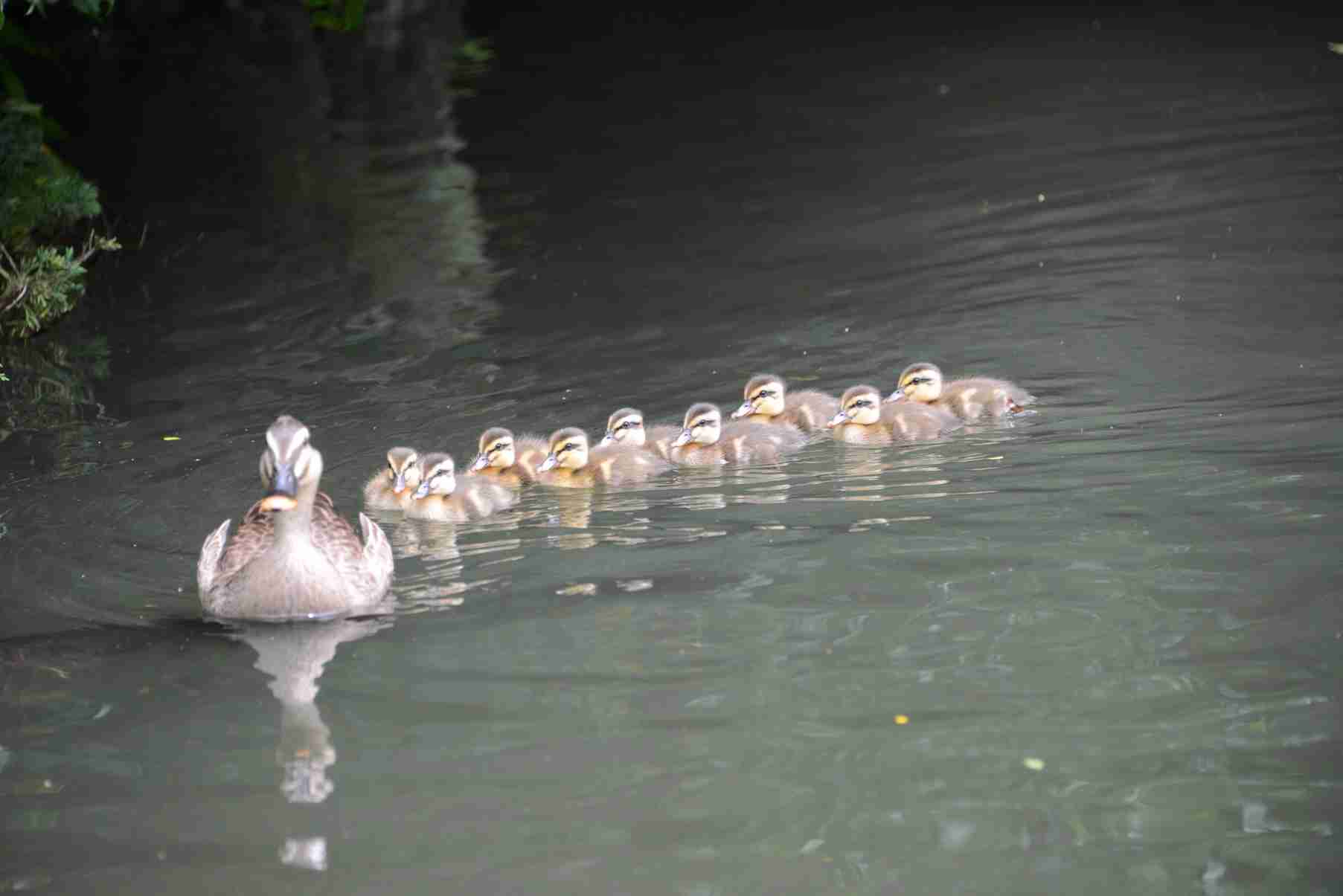 鳥カフェ、オープン！