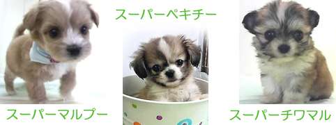 『画像』ミックス犬が見たい