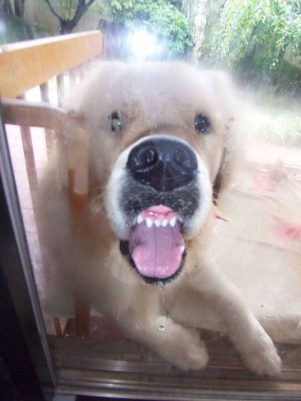 舌を出してる愛くるしい動物の画像ください