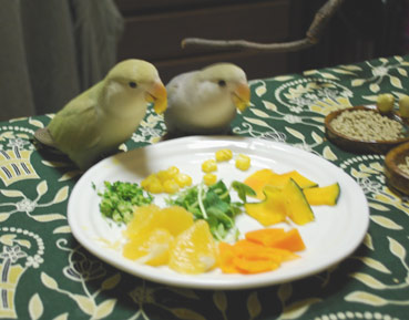 鳥カフェ、オープン！