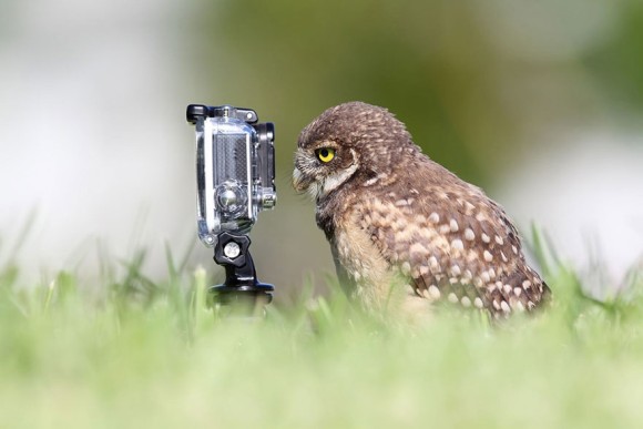 動物の画像にセリフを付けるトピ