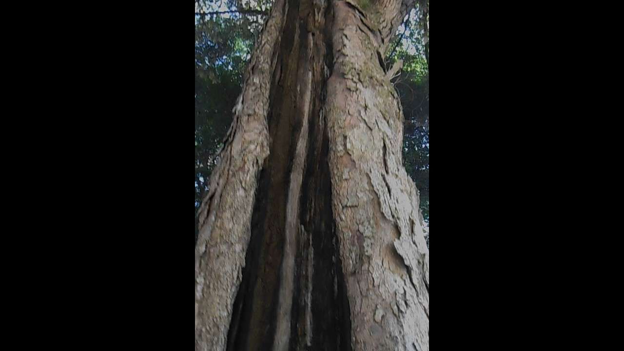 不思議な木　中が空洞なのに腐らない木　strange tree hollow - YouTube