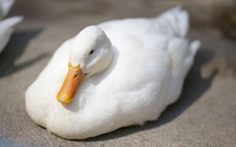 鳥カフェ、オープン！
