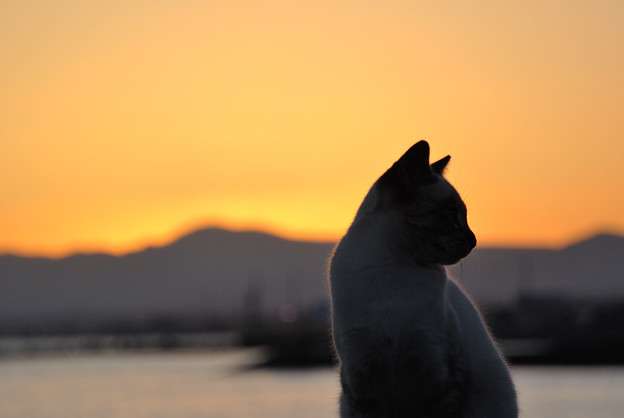 綺麗な夕焼けの画像を貼るトピ