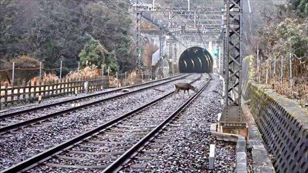 シカ　電車衝突ゼロに！線路沿いに超音波、進入阻む…動物事故急増で鉄道各社あの手この手（1/2ページ） - 産経WEST