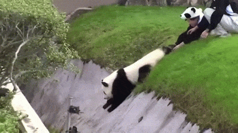 パンダの画像を貼るトピ