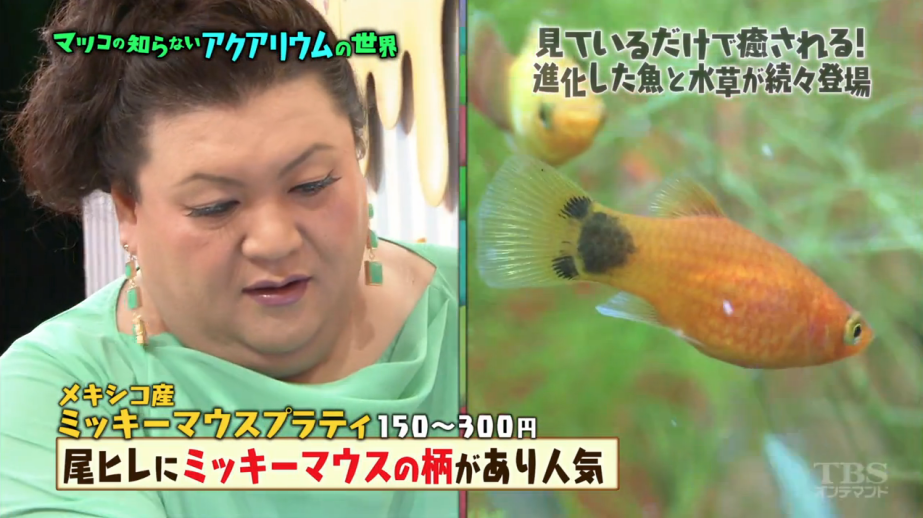 【画像】マツコデラックスのイヤリング