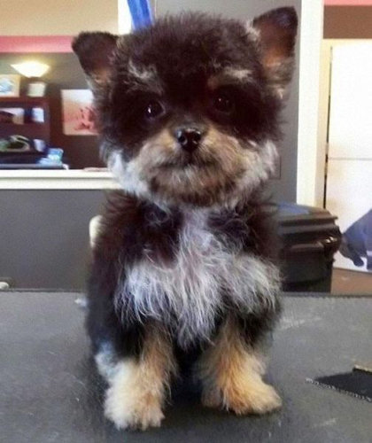 『画像』ミックス犬が見たい