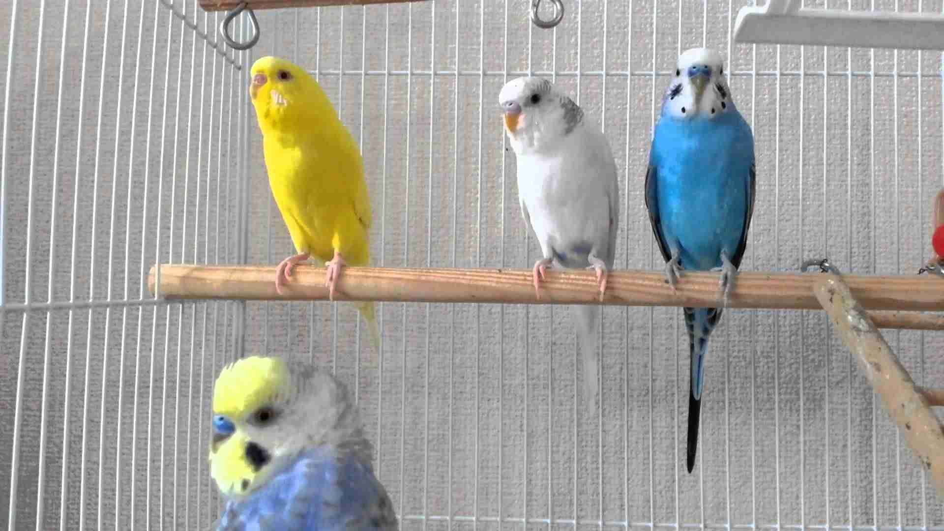 鳥が好きな方、集合ー！