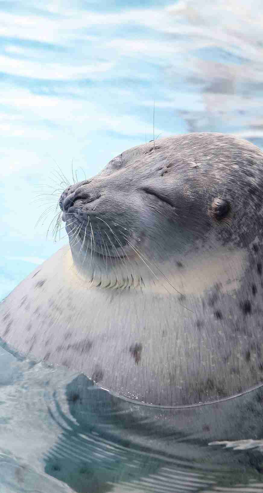 動物の画像にセリフを付けるトピ