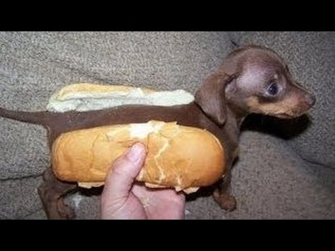 ペットのちょっと笑えるエピソード