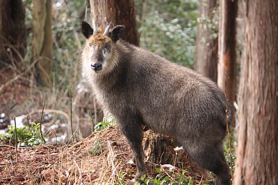 日本の野生動物の画像を貼るトピ