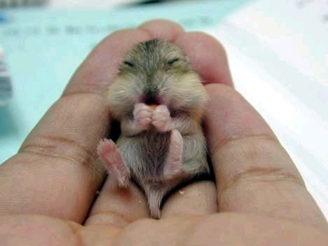 動物の赤ちゃんの画像で和みましょう