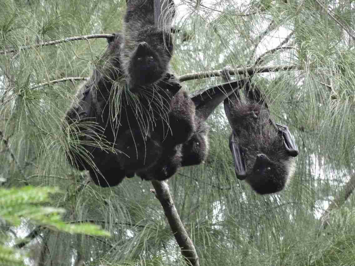 日本の野生動物の画像を貼るトピ