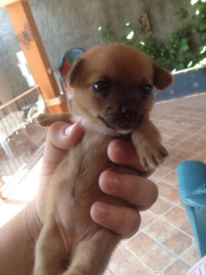 動物の赤ちゃんの画像で和みましょう