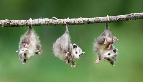 動物の赤ちゃんの画像で和みましょう