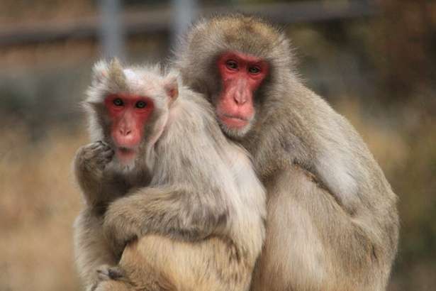 日本の野生動物の画像を貼るトピ