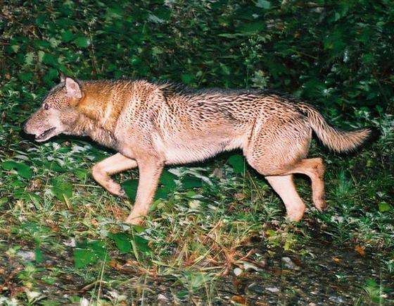日本の野生動物の画像を貼るトピ