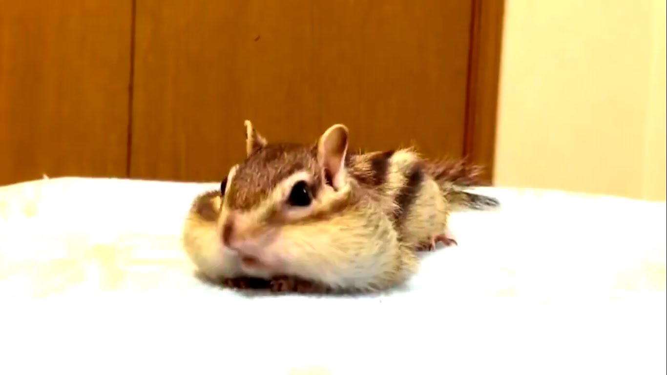 「自宅の屋根からリスが落ちたっぽい」→推測の根拠となる写真がコチラ(笑)