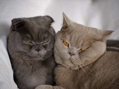 超絶目つき悪い猫の画像!