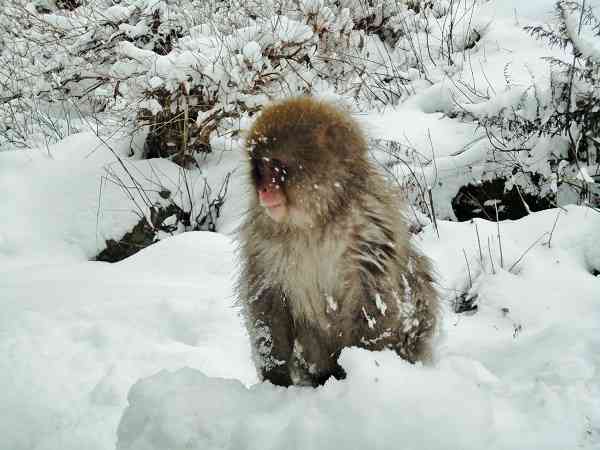 日本の野生動物の画像を貼るトピ
