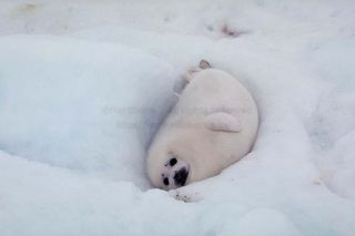 動物の赤ちゃんの画像で和みましょう