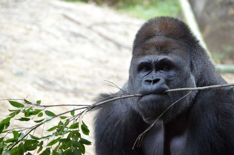 今の自分 何パーセント？