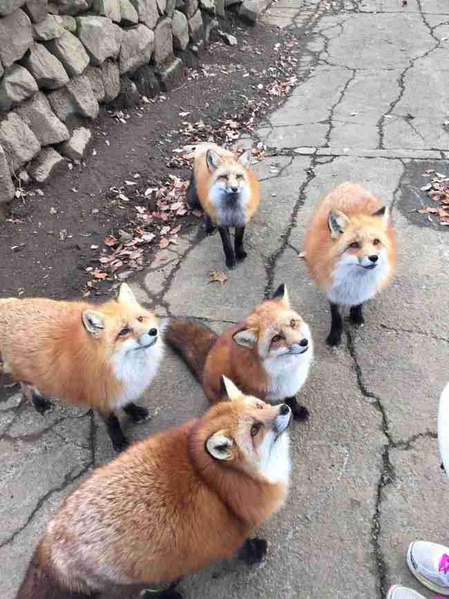 日本の野生動物の画像を貼るトピ