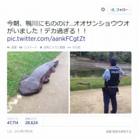 全文表示 | 「オオサンショウウオ」をオタマジャクシと勘違い　「放射能の影響で巨大化！」ツイートが炎上 : J-CASTニュース
