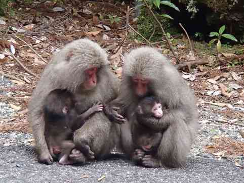 日本の野生動物の画像を貼るトピ