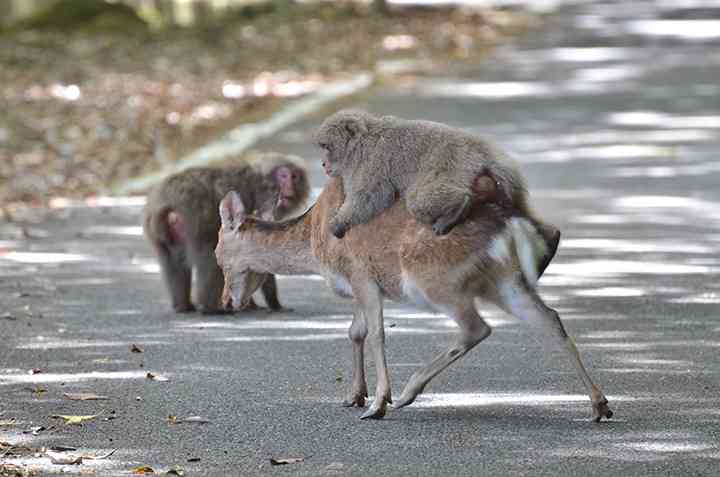 日本の野生動物の画像を貼るトピ