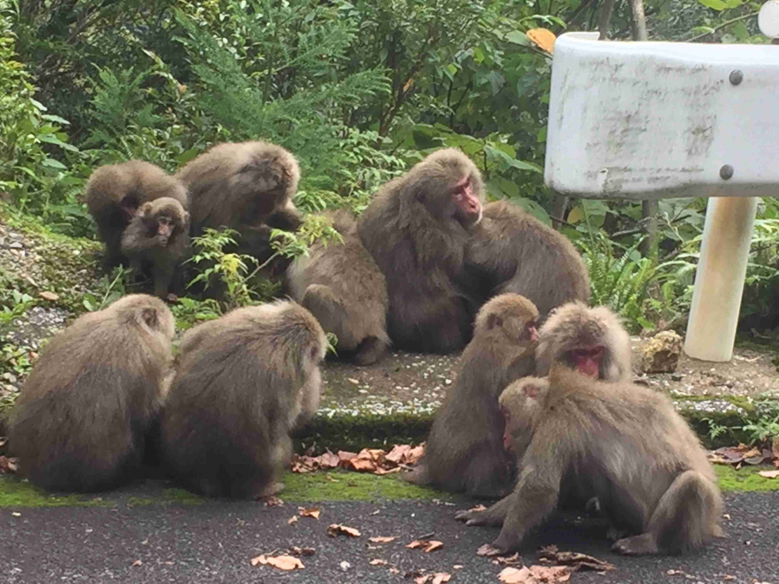 日本の野生動物の画像を貼るトピ