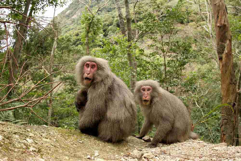 日本の野生動物の画像を貼るトピ