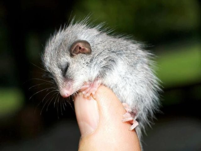 動物の赤ちゃんの画像で和みましょう