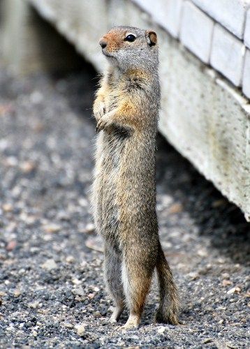 「自宅の屋根からリスが落ちたっぽい」→推測の根拠となる写真がコチラ(笑)