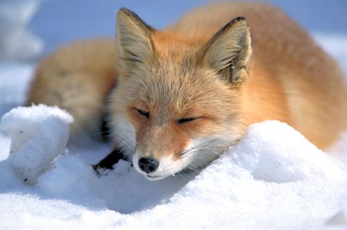 日本の野生動物の画像を貼るトピ