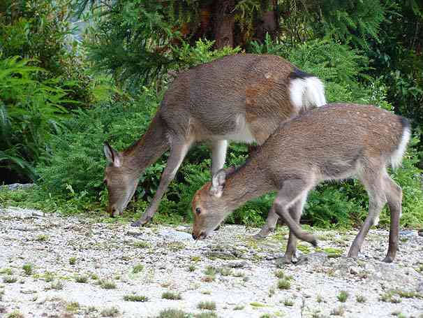 日本の野生動物の画像を貼るトピ