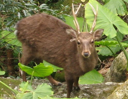 日本の野生動物の画像を貼るトピ