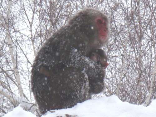 日本の野生動物の画像を貼るトピ