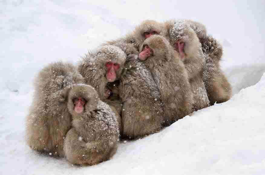 日本の野生動物の画像を貼るトピ